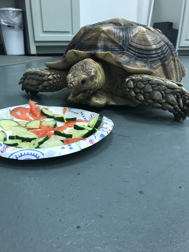 tortoise boarding