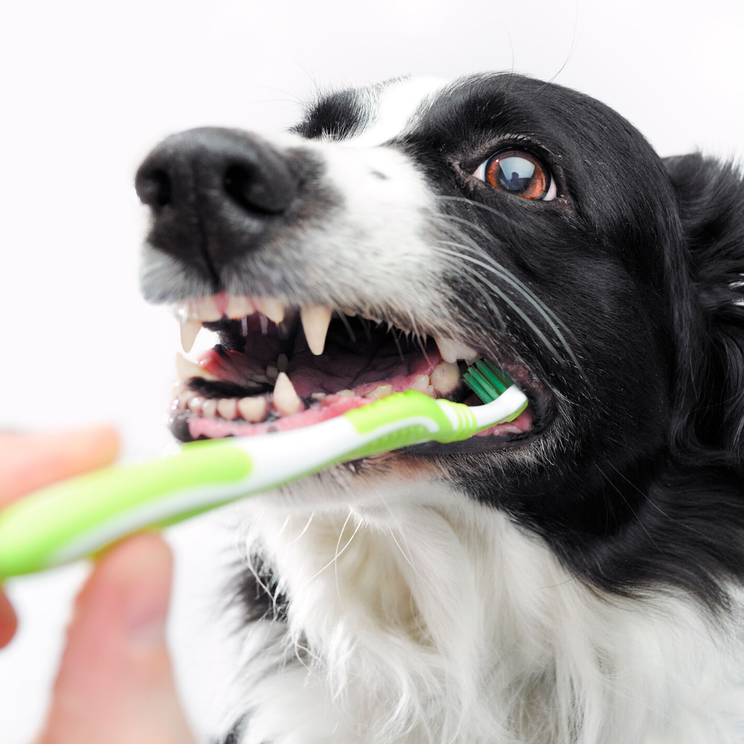 Dental care is one of the most crucial elements to your pets' overall health.