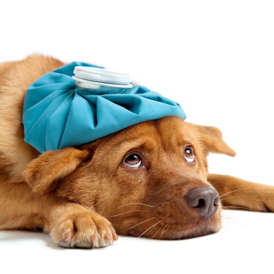 Sick visit services available for your pet