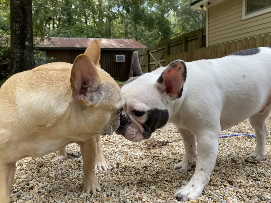 frenchies in yard