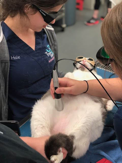 Kitty receiving laser therapy session to help with soft tissue condition