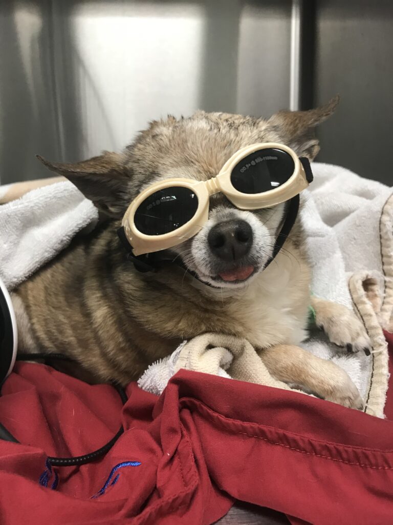 Patient during a post op incision laser therapy session