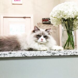 Caesar the clinic cat at Three Rivers Animal Hospital 