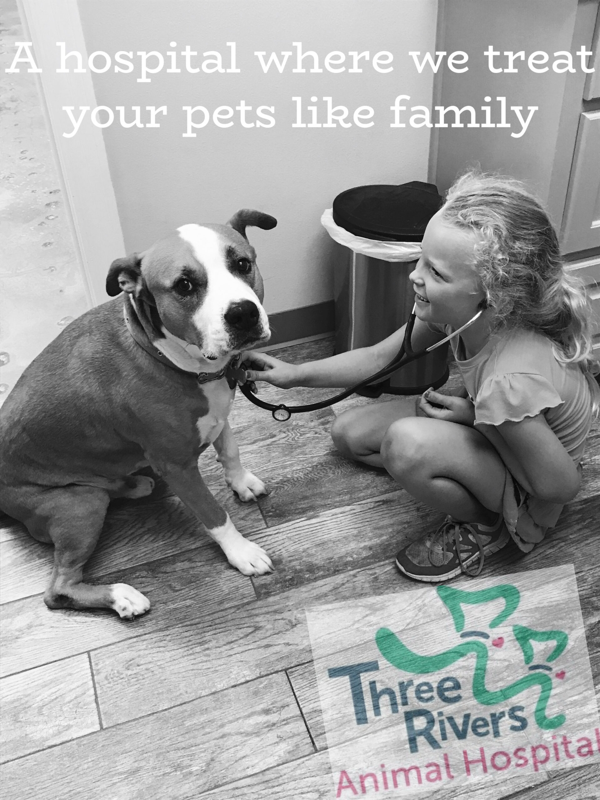 A Veterinary Hospital Where We Treat Your Pets Like Family