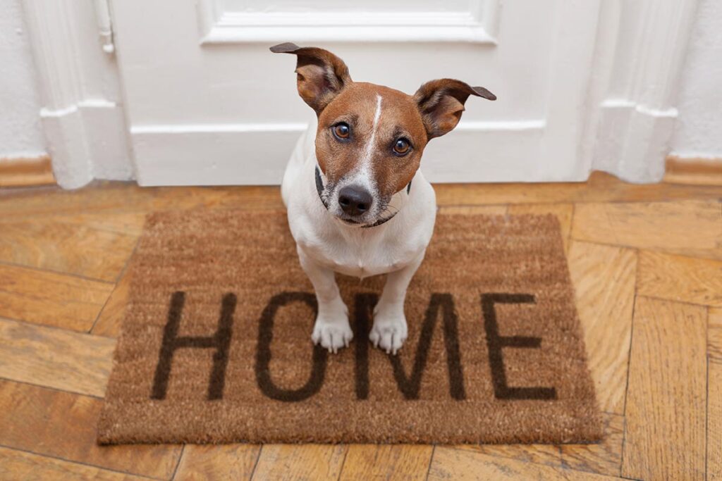 In home hot sale pet boarding