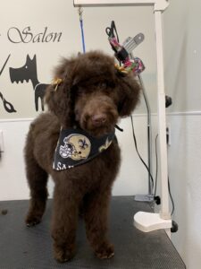 Bandana on dog