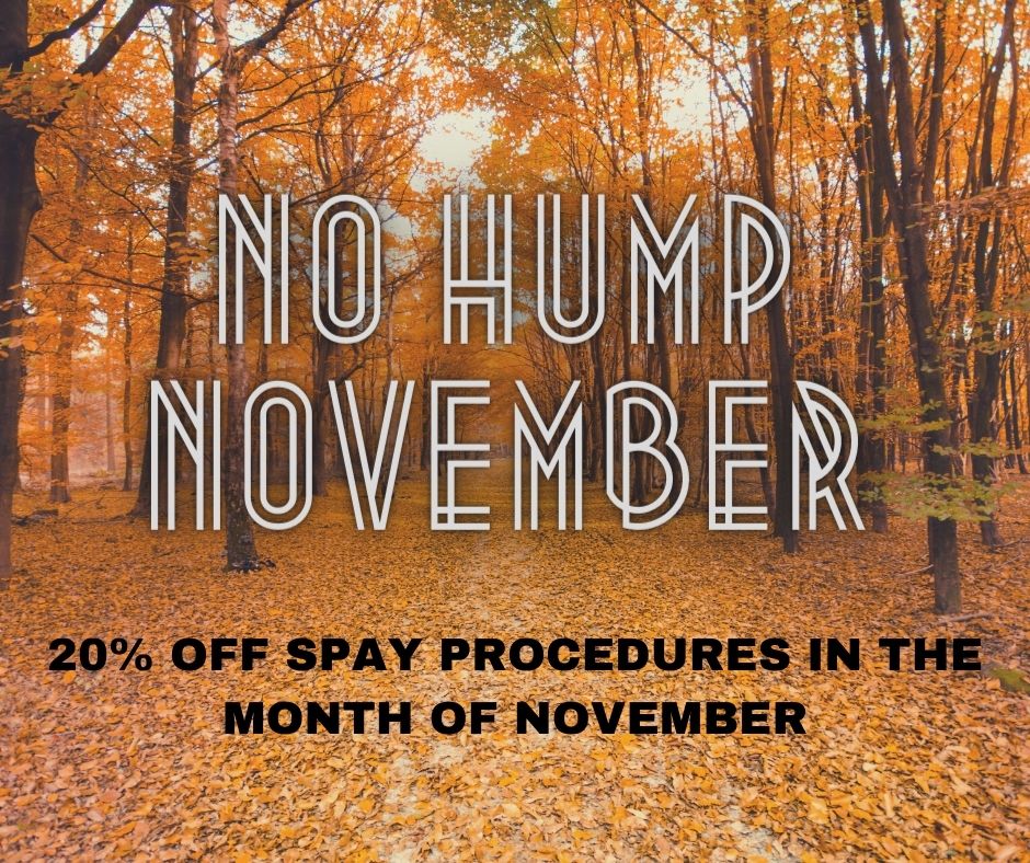 no hump november